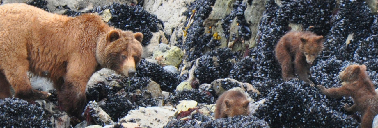 Brown bear and cubs along the Alaska shoreline are just some of the wildlife you might see.
